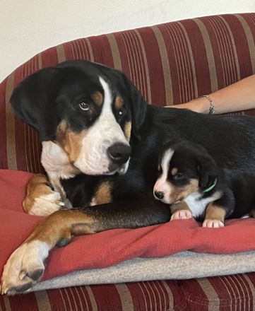 Großer Schweizer Sennenhund 3 Rüden frei
