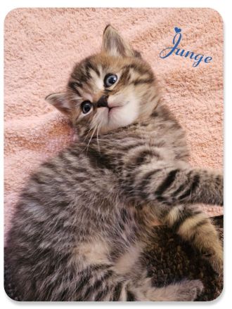 BKH Kitten