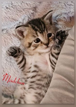 BKH Kitten