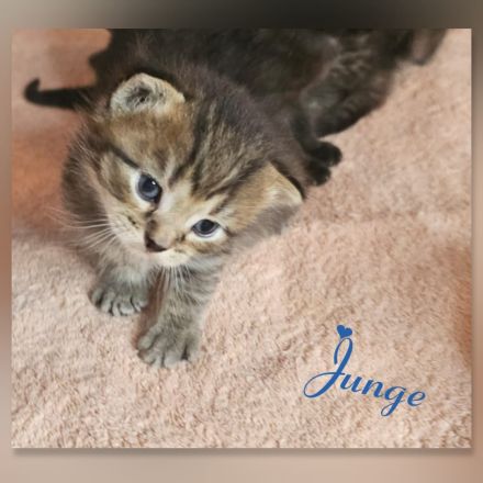 BKH Kitten