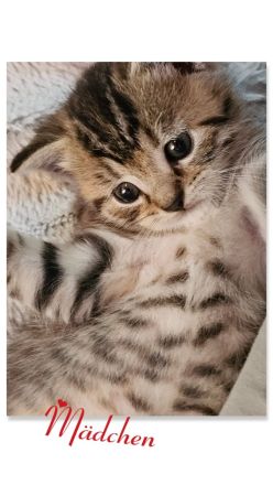 BKH Kitten