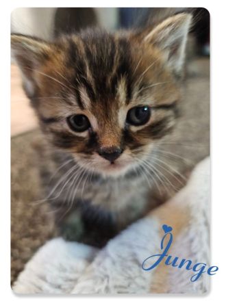 BKH Kitten