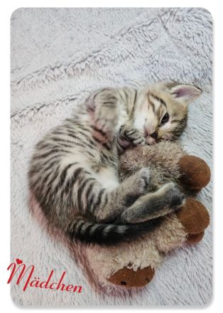 BKH Kitten