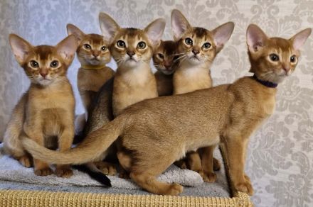 Abessinier Kitten aus seriöser Zucht