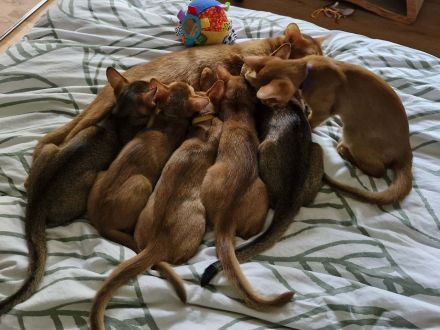 Abessinier Kitten aus seriöser Zucht