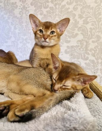 Abessinier Kitten aus seriöser Zucht