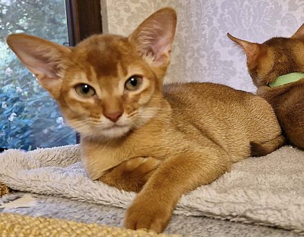 Abessinier Kitten aus seriöser Zucht