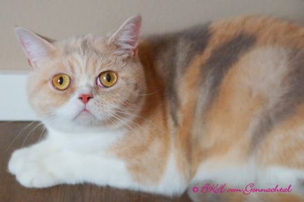 Britischkurzhaarkatze mit Stammbaum, kastriert