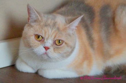 Britischkurzhaarkatze mit Stammbaum, kastriert