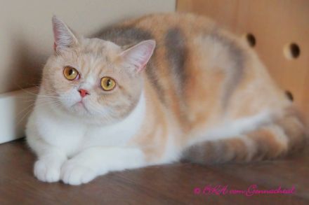 Britischkurzhaarkatze mit Stammbaum, kastriert
