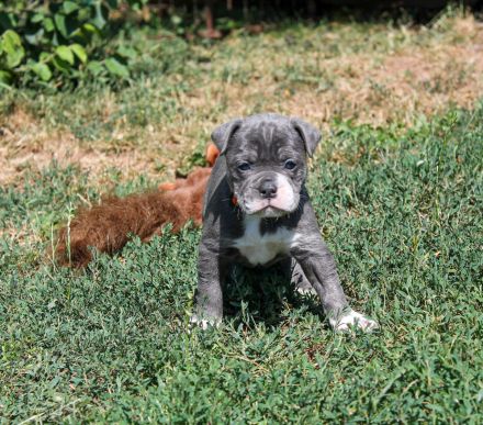 Bulldogge Alternativ