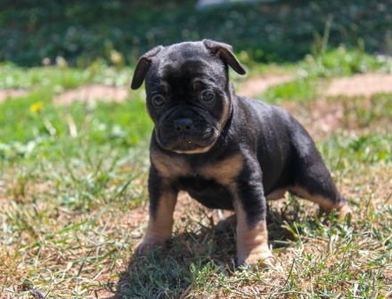 Bulldogge Alternativ