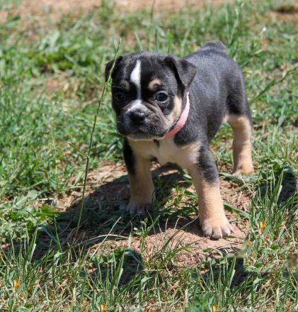 Bulldogge Alternativ