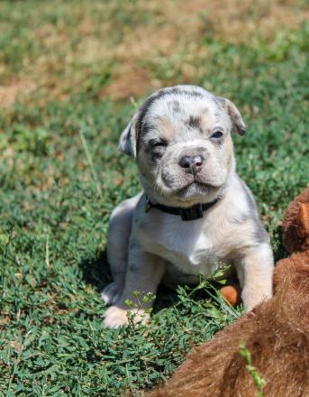 Bulldogge Alternativ