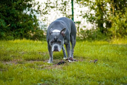 Bulldogge Alternativ