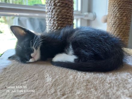 2 zuckersüße Geschwister-Kitten in 3 Wochen abzugeben