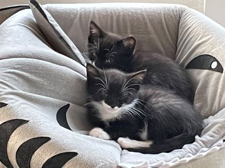 2 zuckersüße Geschwister-Kitten in 3 Wochen abzugeben