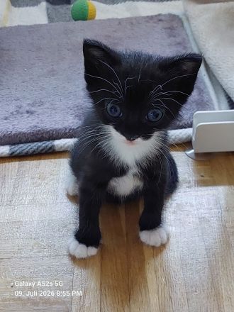 2 zuckersüße Geschwister-Kitten in 3 Wochen abzugeben