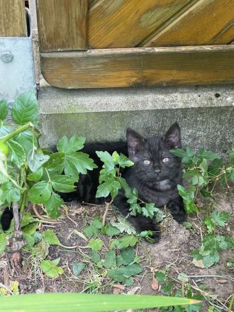 Katzenkinder suchen fürsorgliches Zuhause ab September