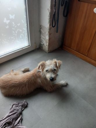 Sanfte Sissy sucht ein liebevolles Zuhause zum Ankommen