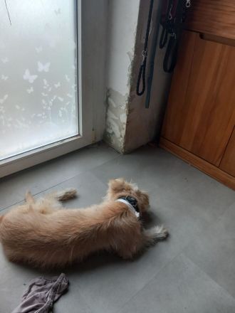 Sanfte Sissy sucht ein liebevolles Zuhause zum Ankommen