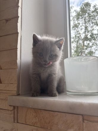 4 BKH Kitten