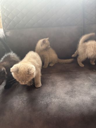 4 BKH Kitten
