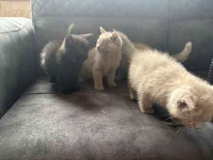 4 BKH Kitten