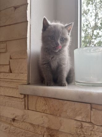 4 BKH Kitten