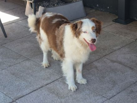 Süse und liebe Aussie-Hündinnen, ca 7 Jahre, in liebe Hände abzugeben.