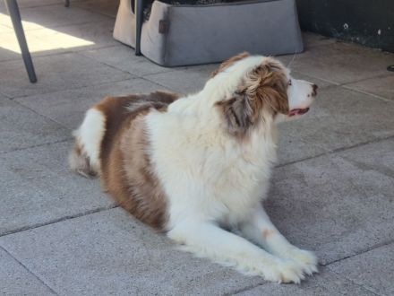 Süse und liebe Aussie-Hündinnen, ca 7 Jahre, in liebe Hände abzugeben.