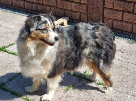 Süse und liebe Aussie-Hündinnen, ca 7 Jahre, in liebe Hände abzugeben.