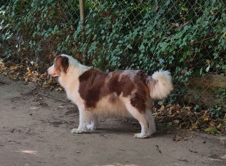 Süse und liebe Aussie-Hündinnen, ca 7 Jahre, in liebe Hände abzugeben.