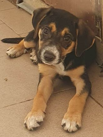 Nyla, freundliches, kleines Hundemädchen würde so gerne in ein eigenes Zuhause ziehen, 4M, 30cm
