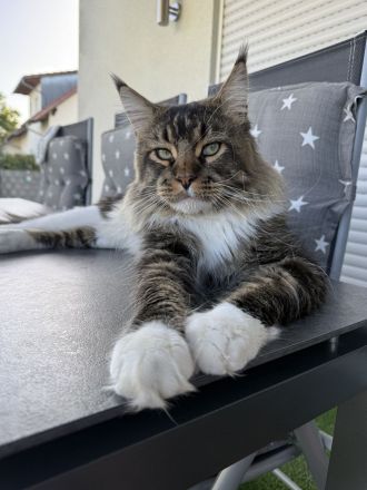 🐾 Maine-Coon-Deckkater XXL Milo sucht Katzendame 🐾