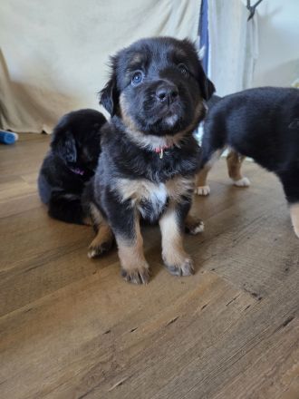 Aussidor-Bernersennen-Appenzeller-Mix-Welpen
