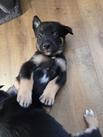 Aussidor-Bernersennen-Appenzeller-Mix-Welpen