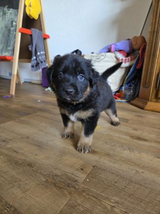 Aussidor-Bernersennen-Appenzeller-Mix-Welpen