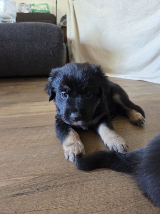 Aussidor-Bernersennen-Appenzeller-Mix-Welpen