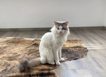 Reinrassiger Ragdoll Deckkater erfahren