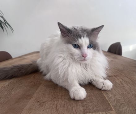 Reinrassiger Ragdoll Deckkater erfahren