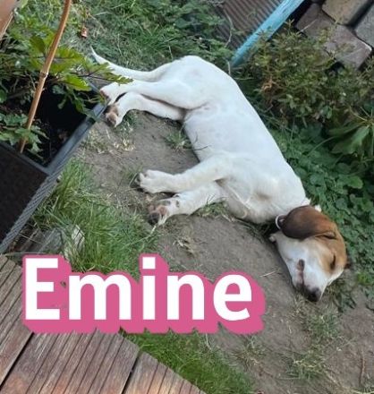 Emine, 03/26 - aufgewecktes Mädel wartet in 40723 Hilden