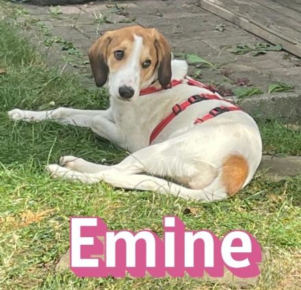 Emine, 03/26 - aufgewecktes Mädel wartet in 40723 Hilden
