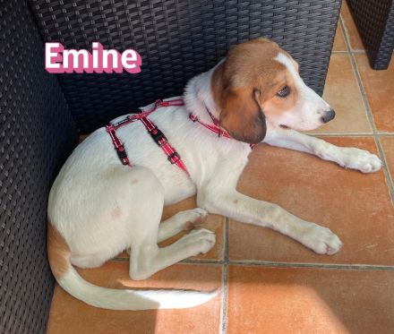 Emine, 03/26 - aufgewecktes Mädel wartet in 40723 Hilden