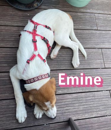 Emine, 03/26 - aufgewecktes Mädel wartet in 40723 Hilden