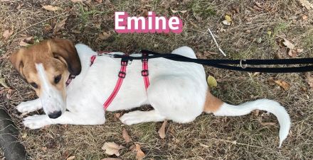 Emine, 03/26 - aufgewecktes Mädel wartet in 40723 Hilden