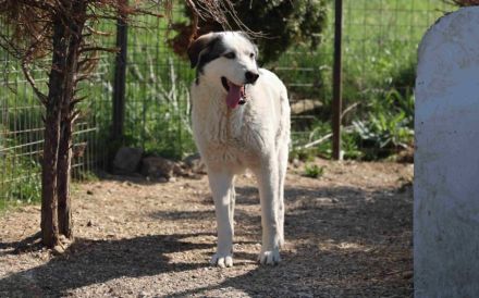 Treue Seele Terence sucht ein Zuhause