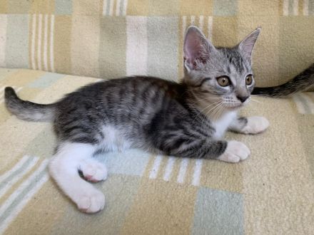 Süße Kätzchen / Kitten / Katzenbabys suchen ein liebevolles Zuhause