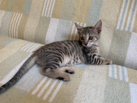 Süße Kätzchen / Kitten / Katzenbabys suchen ein liebevolles Zuhause