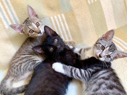Süße Kätzchen / Kitten / Katzenbabys suchen ein liebevolles Zuhause